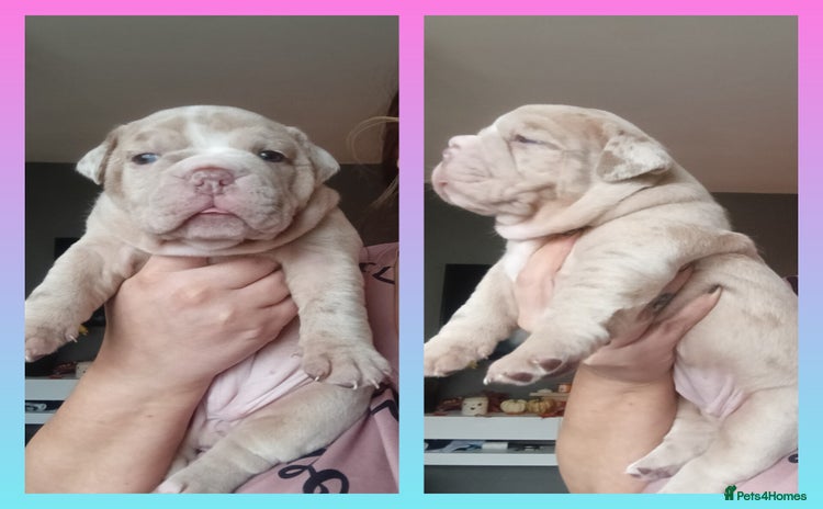 Olde English Bulldogge dogs - Advert 2