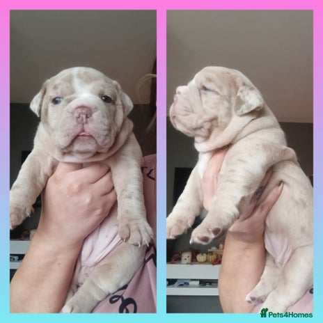 Olde English Bulldogge dogs - Advert 2