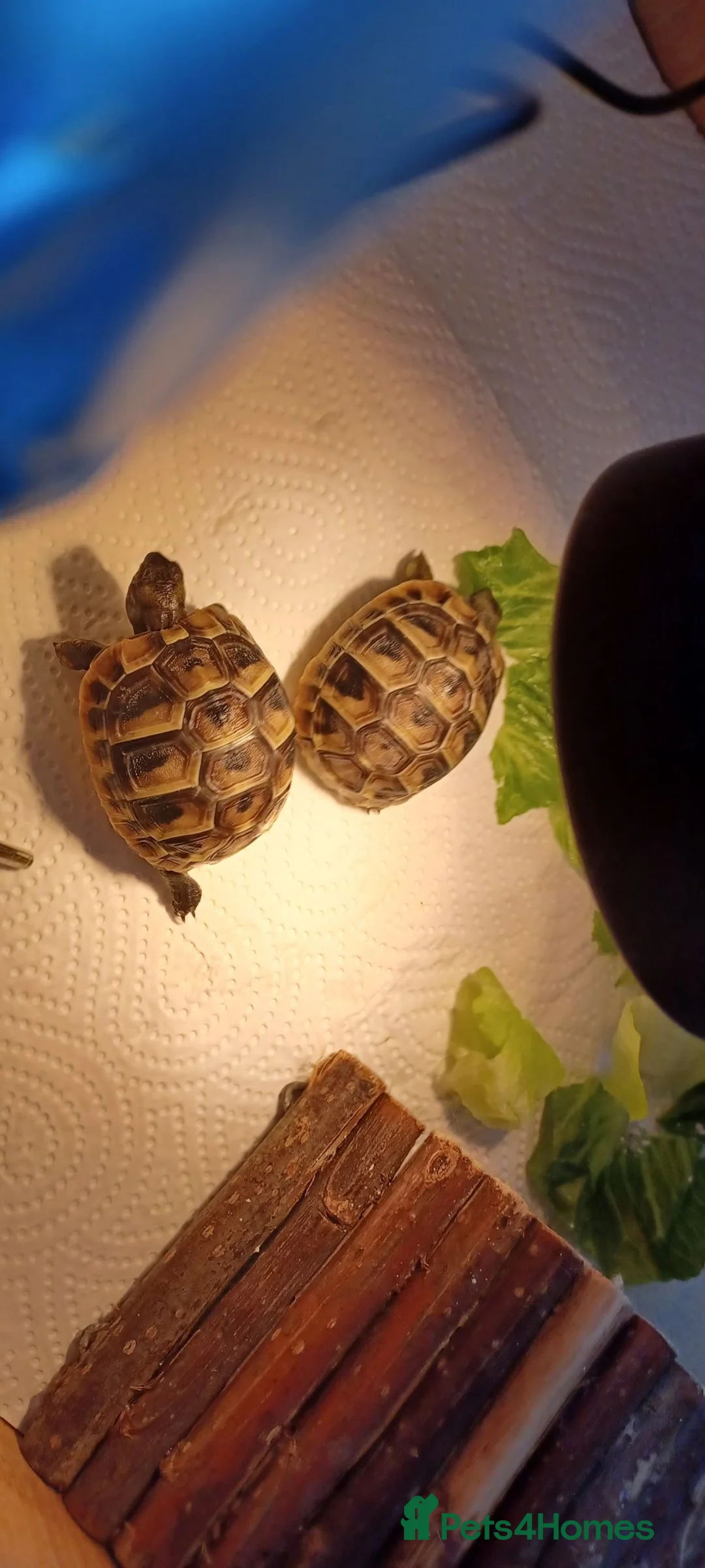 Hermann Tortoise reptiles for sale: Beautiful baby hermanns tortoises ready now  - Advert 2