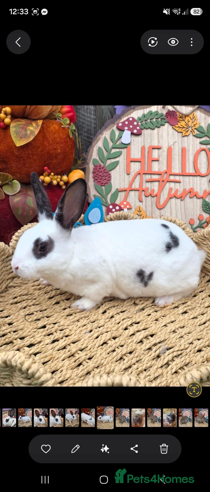 Rex rabbits Mini Rex for reserve  - Advert 1