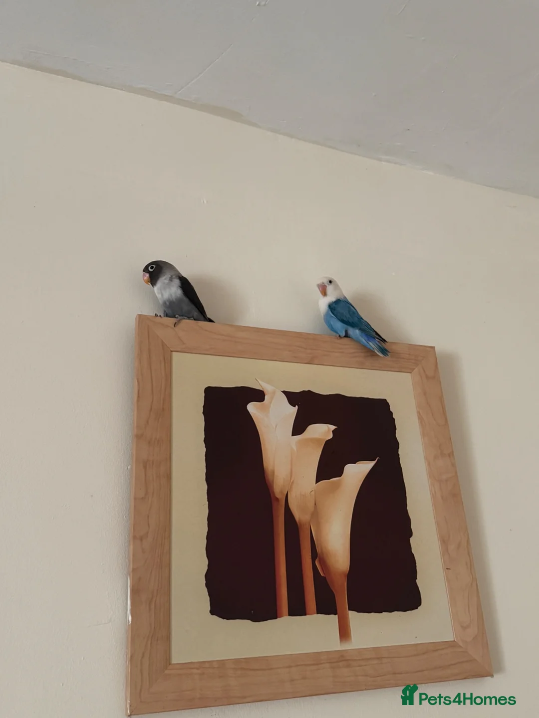 Lovebirds birds for sale:  Stunning Young Blue Lovebird – Friendly - Advert 5