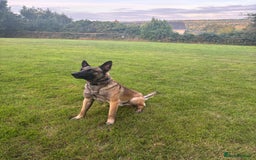 Belgian Shepherd Dog dogs for stud: Belgian X Dutch Shepherd Stud - Image 2