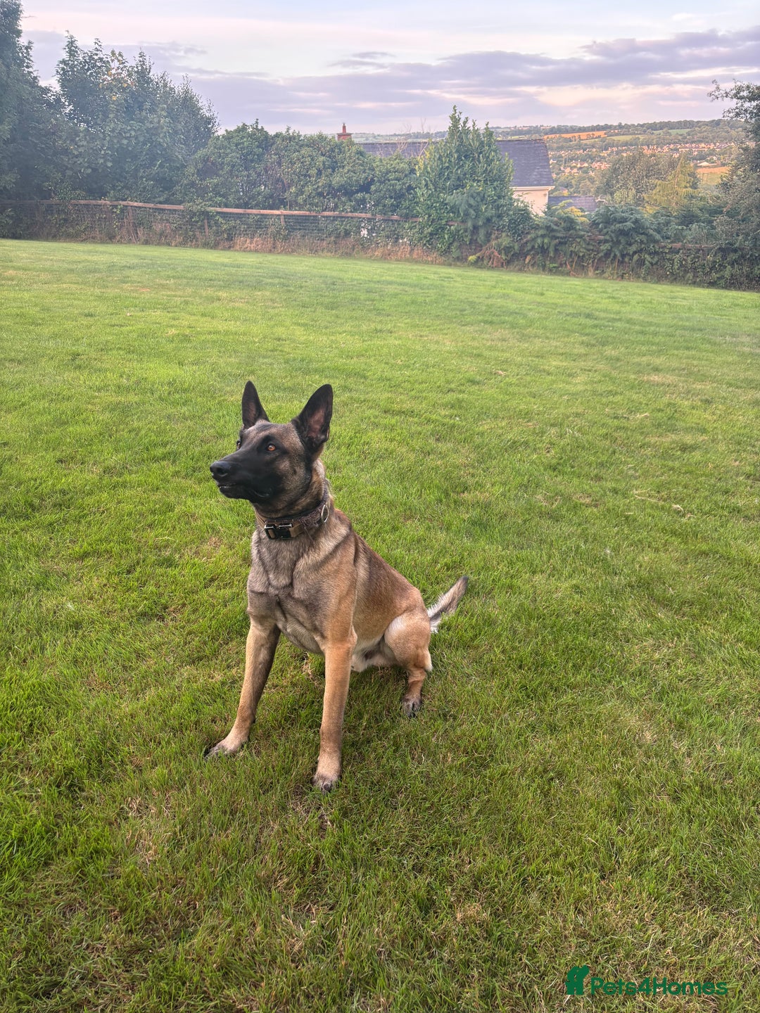 Belgian Shepherd Dog dogs for stud: Belgian X Dutch Shepherd Stud - Image 2