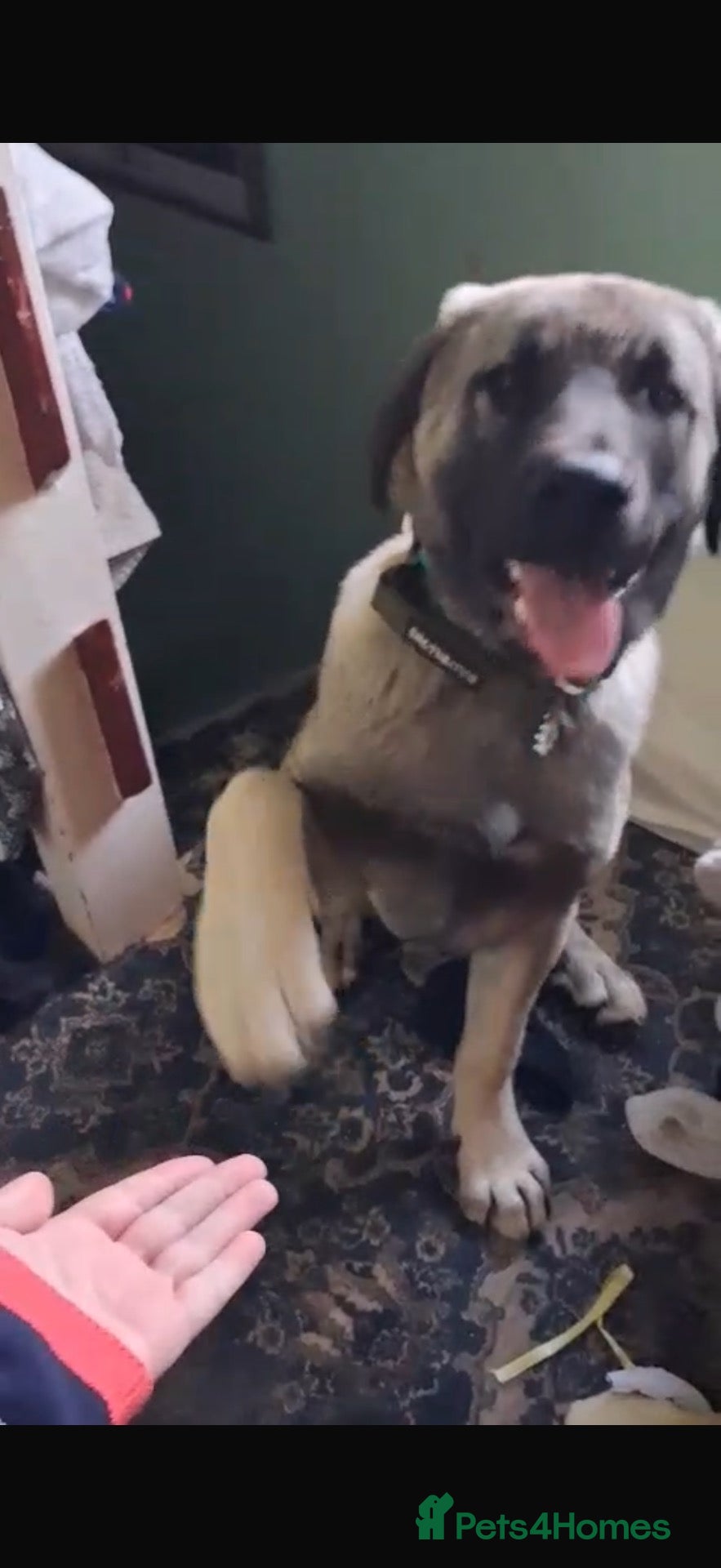 Mixed Breed dogs Sandy 6-7 month Macedonian rescue  shepherd mix  - Advert 5