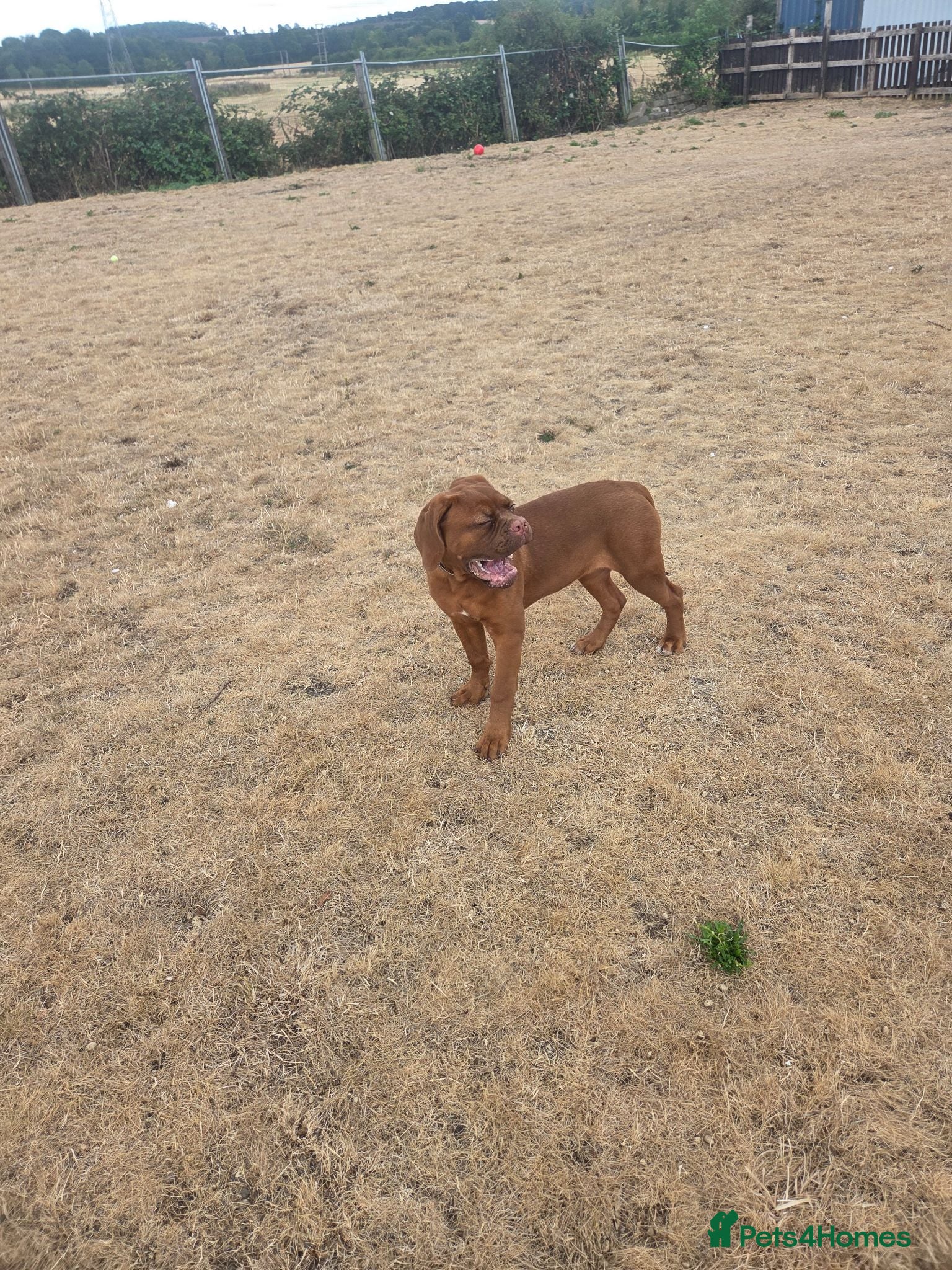 Dogue De Bordeaux dogs 4 months old kc bitch  - Advert 1
