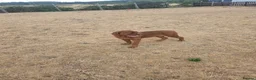 Dogue De Bordeaux dogs for sale: 4 months old kc bitch  - Advert 1