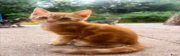 Mixed Breed cats for sale: Bengal/Maine Coon mix • stunning & affectionate  - Advert 11