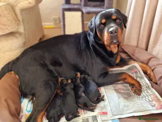 Rottweiler dogs Four Beautiful Chunky Rottweiler Puppies! in Spilsby - Advert 4
