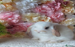 Mini Lop rabbits for sale: mini lops - Image 5