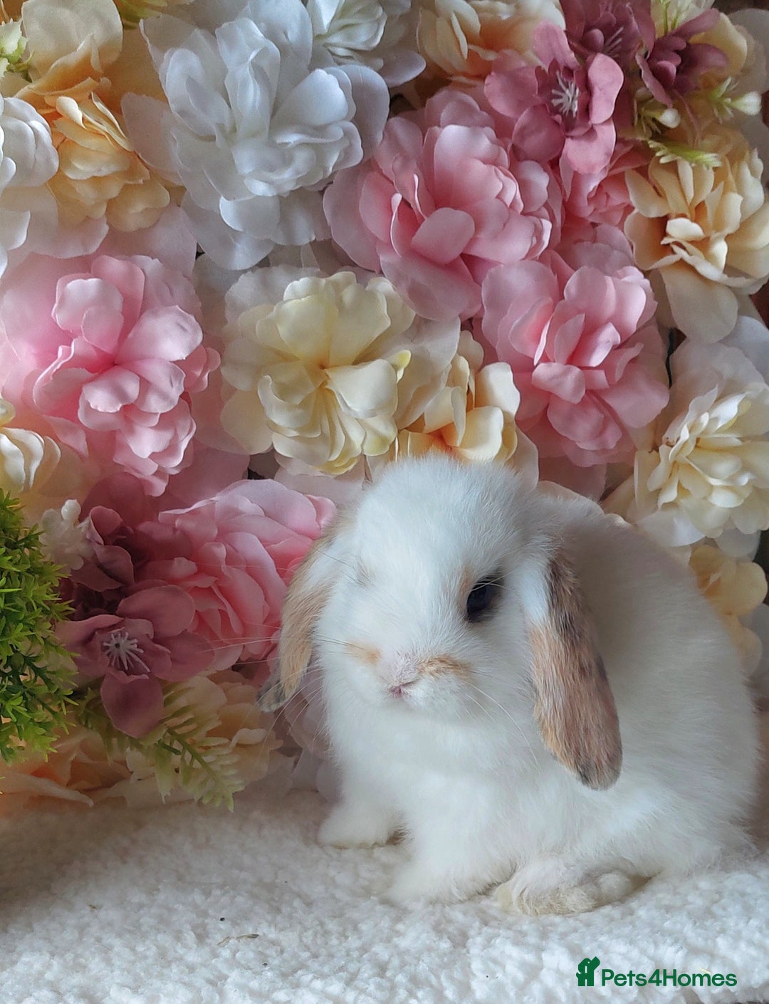 Mini Lop rabbits for sale: mini lops - Image 5