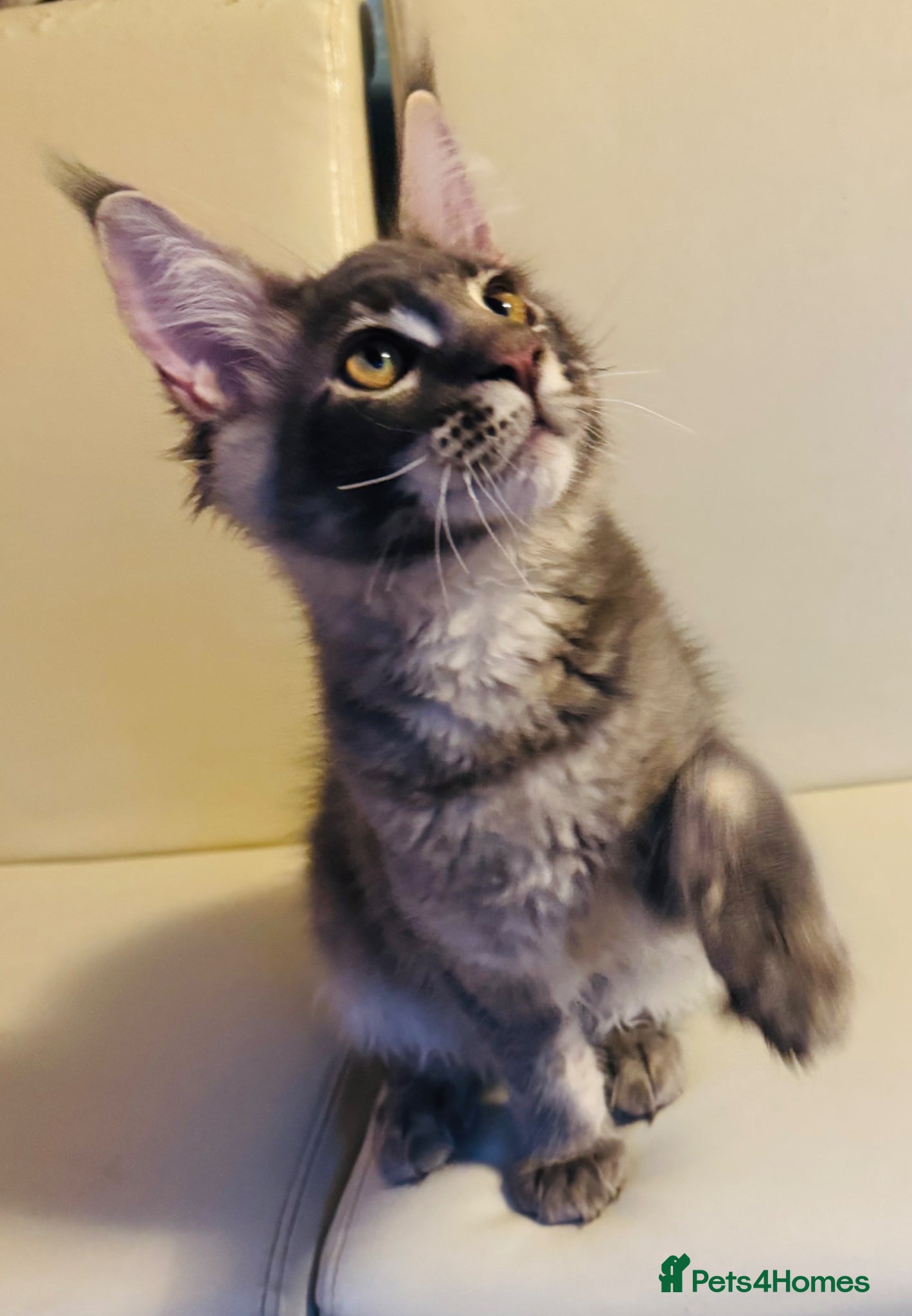 Maine Coon cats Top quality TICA Male Maine Coons active possible  - Advert 2