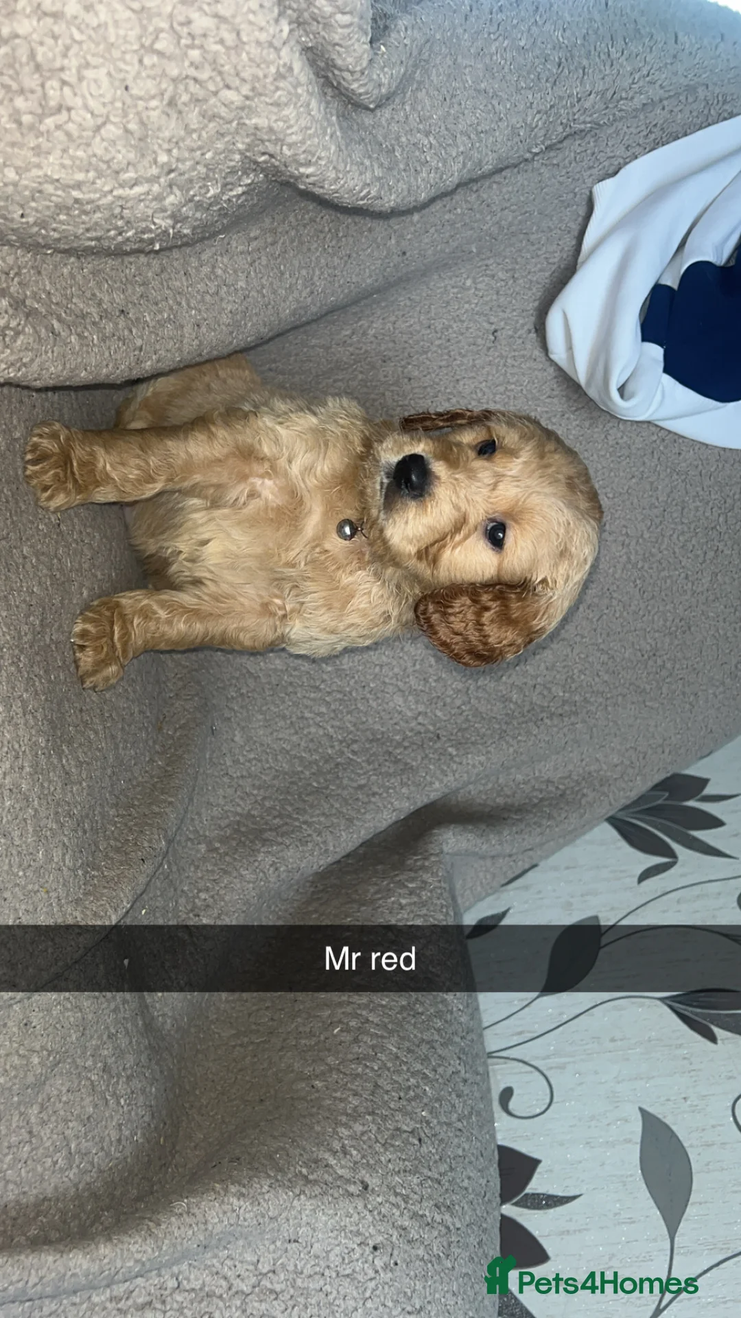 Goldendoodle dogs for sale: F1 golden doodle 5 left viewings now available. - Advert 7