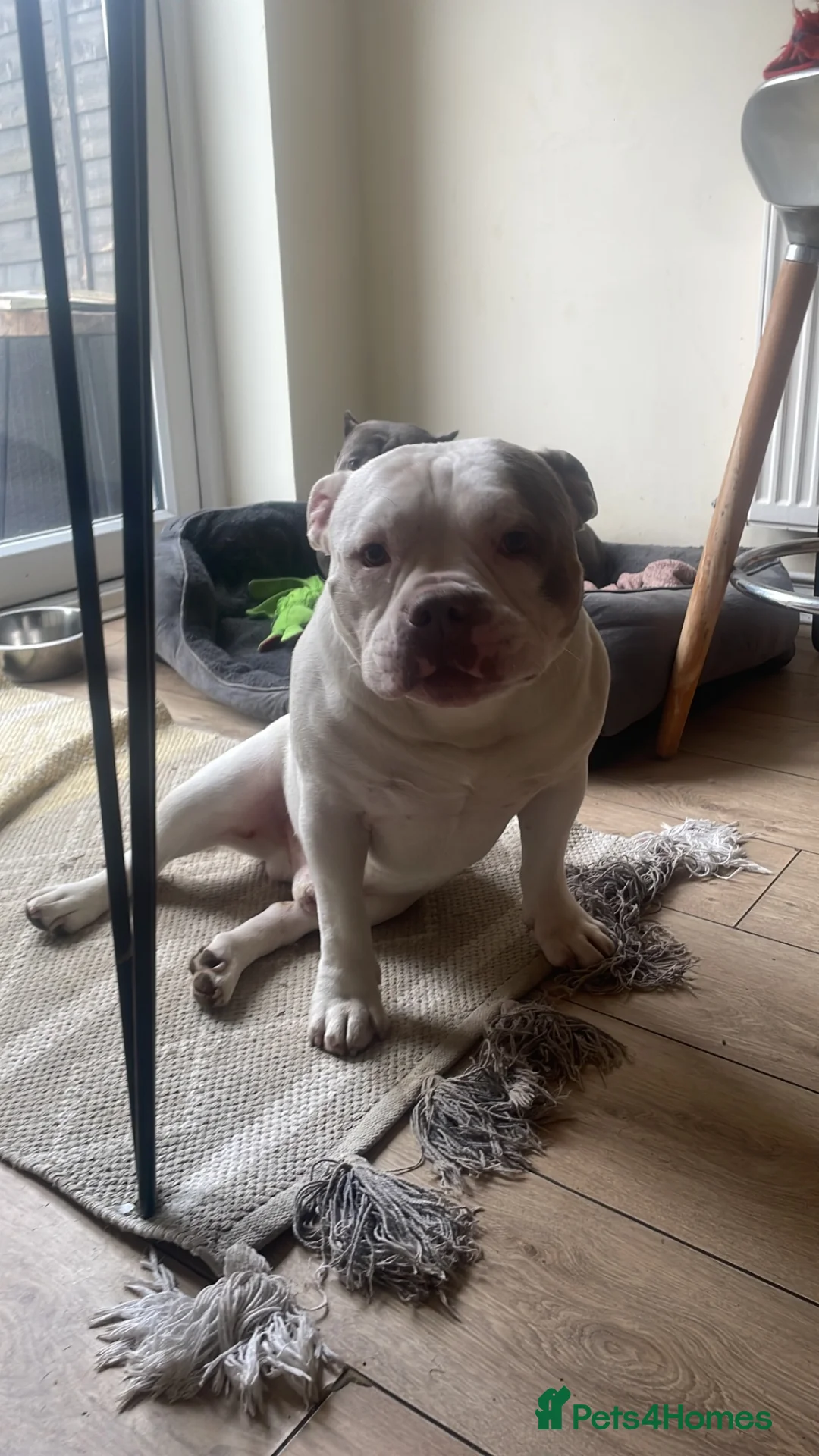 American Bully dogs for sale: Beautiful Pocket Bully  in Lincoln - Advert 2