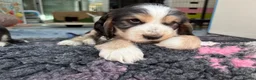 Cocker Spaniel dogs for sale: Ready Now RKC Reg DNA CLEAR Show Cocker Female in Fareham - Advert 34