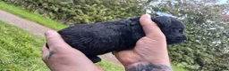 Bedlington Terrier dogs for sale: Bedlinton terrier pups - Advert 13