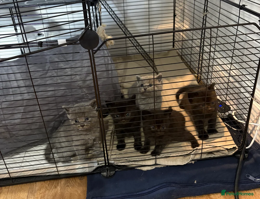 British Shorthair cats for sale: British shorthair kittens  - Advert 5