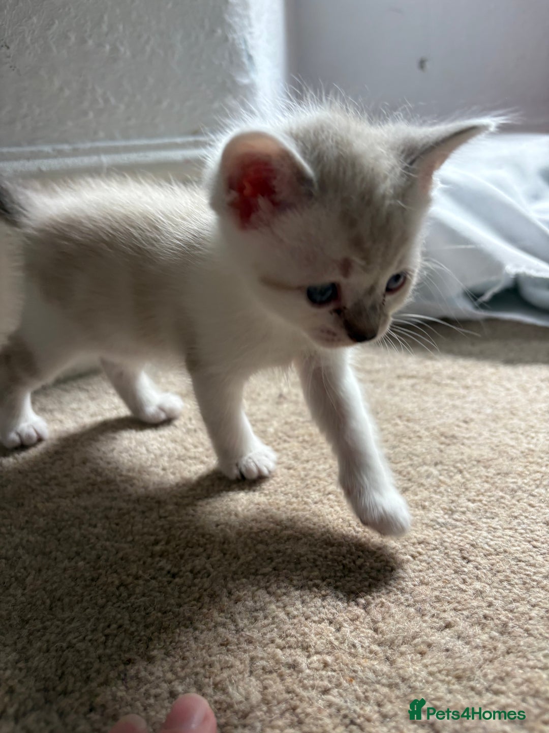 Mixed Breed cats for sale: Three female kittens  - Image 1