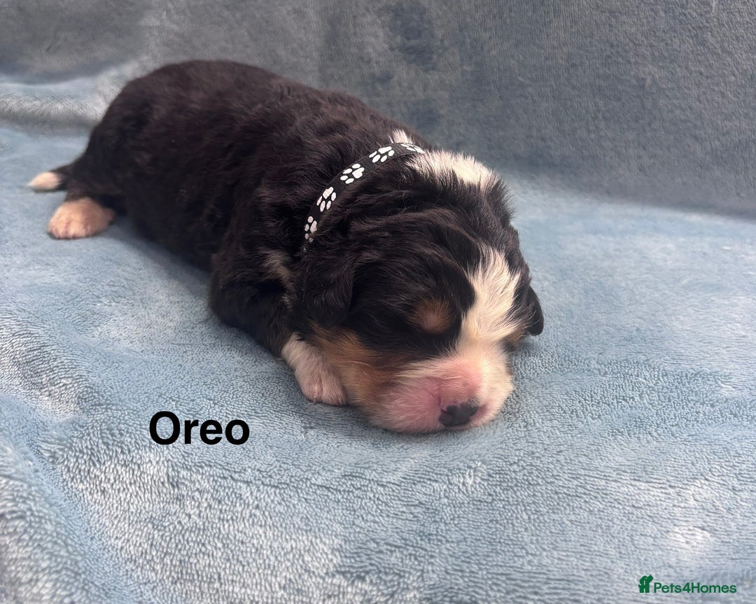 Bernese Mountain Dog dogs for sale: 🐾 Bernese Puppies – Ready Just Before  **   - Image 10