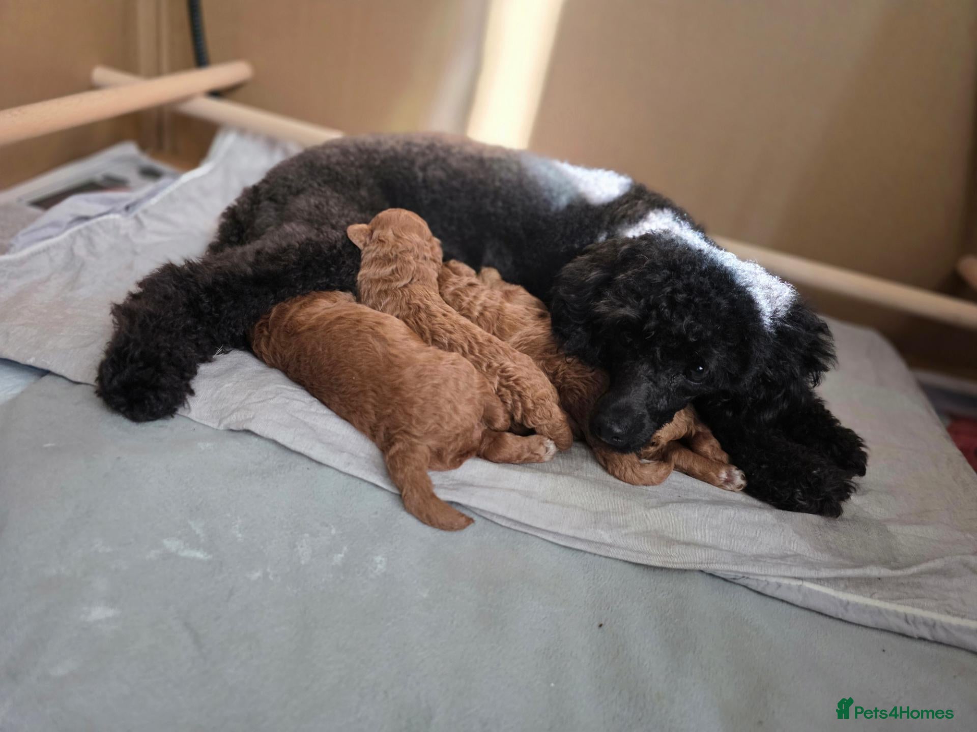 Toy Poodle dogs Show Quality Toy Poodle  - Advert 2
