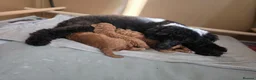 Toy Poodle dogs for sale: Show Quality Toy Poodle  - Advert 2