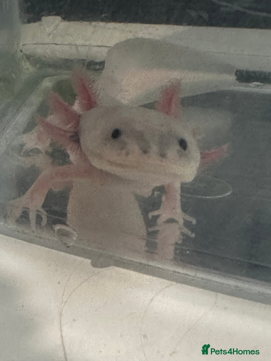 Axolotl reptiles for sale: 2 axolotls for sale  - Advert 2