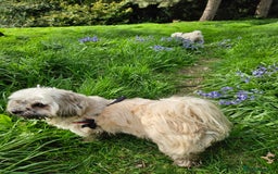 Mixed Breed dogs for sale: Gorgeous Lhasa - Image 2