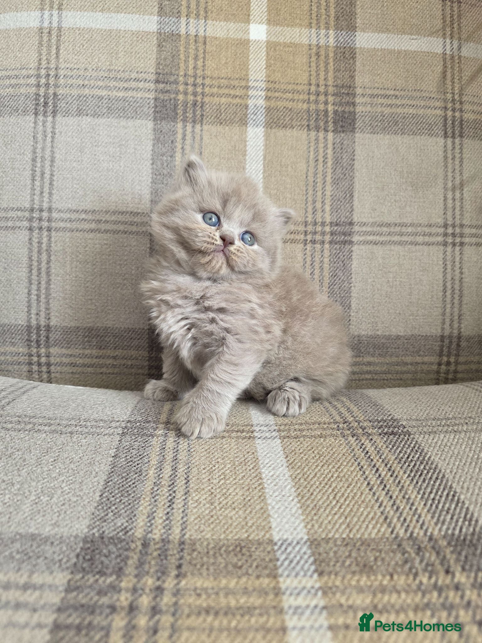 British Shorthair cats Exceptional Champion🏆 British longhair kitten - Advert 2