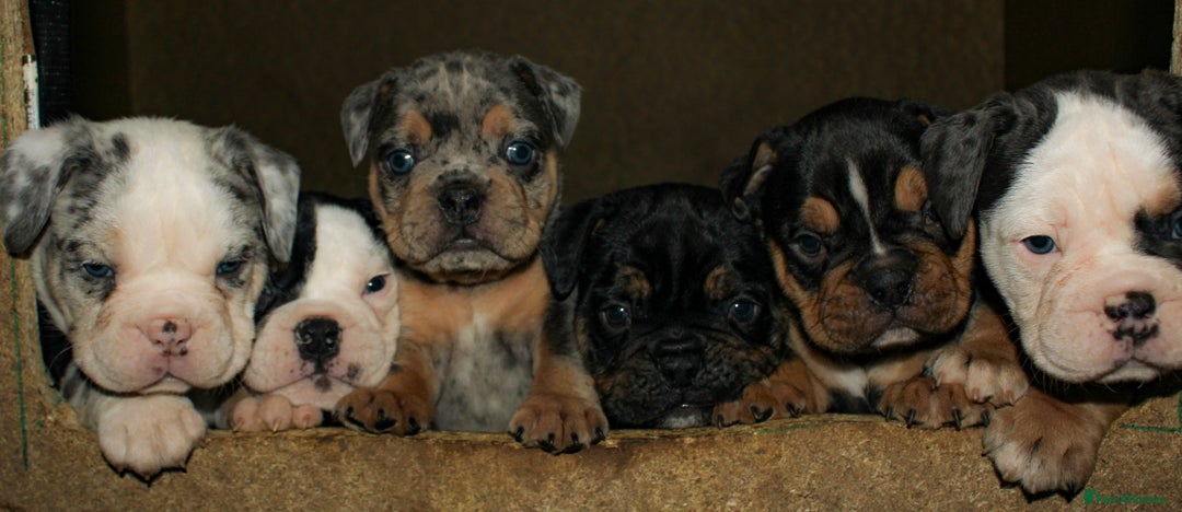 Olde English Bulldogge dogs for sale: Olde English Bulldog puppies - Image 35