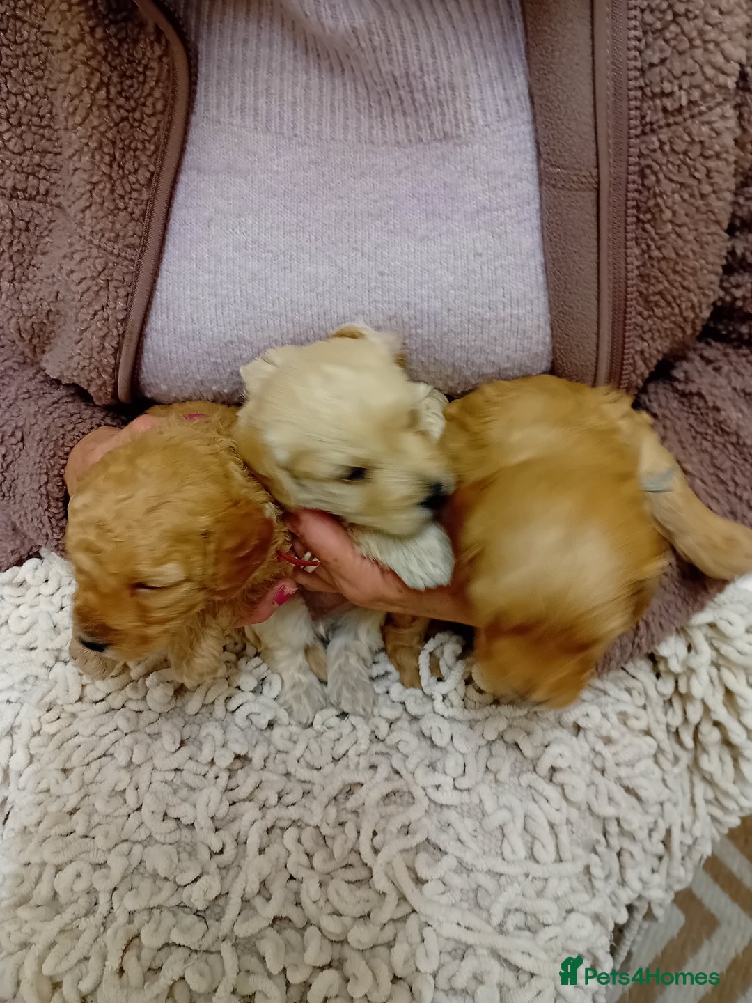 Cockapoo dogs for sale: Stunning Cockapoo puppies - Advert 4