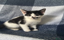 Mixed Breed cats for sale: Domestic cats  - Image 9