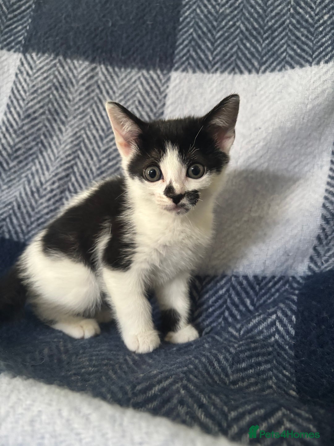 Mixed Breed cats for sale: Domestic cats  - Image 9