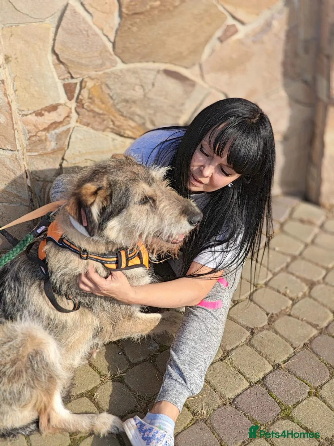 Mixed Breed dogs for adoption: ❤️OXY❤️Large• Scruffy •Gentle • Playful • Loving - Advert 3