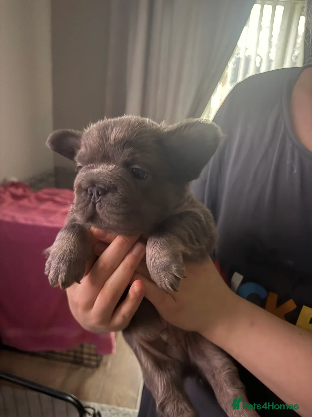 French Bulldog dogs for sale: French bulldogs  - Advert 35