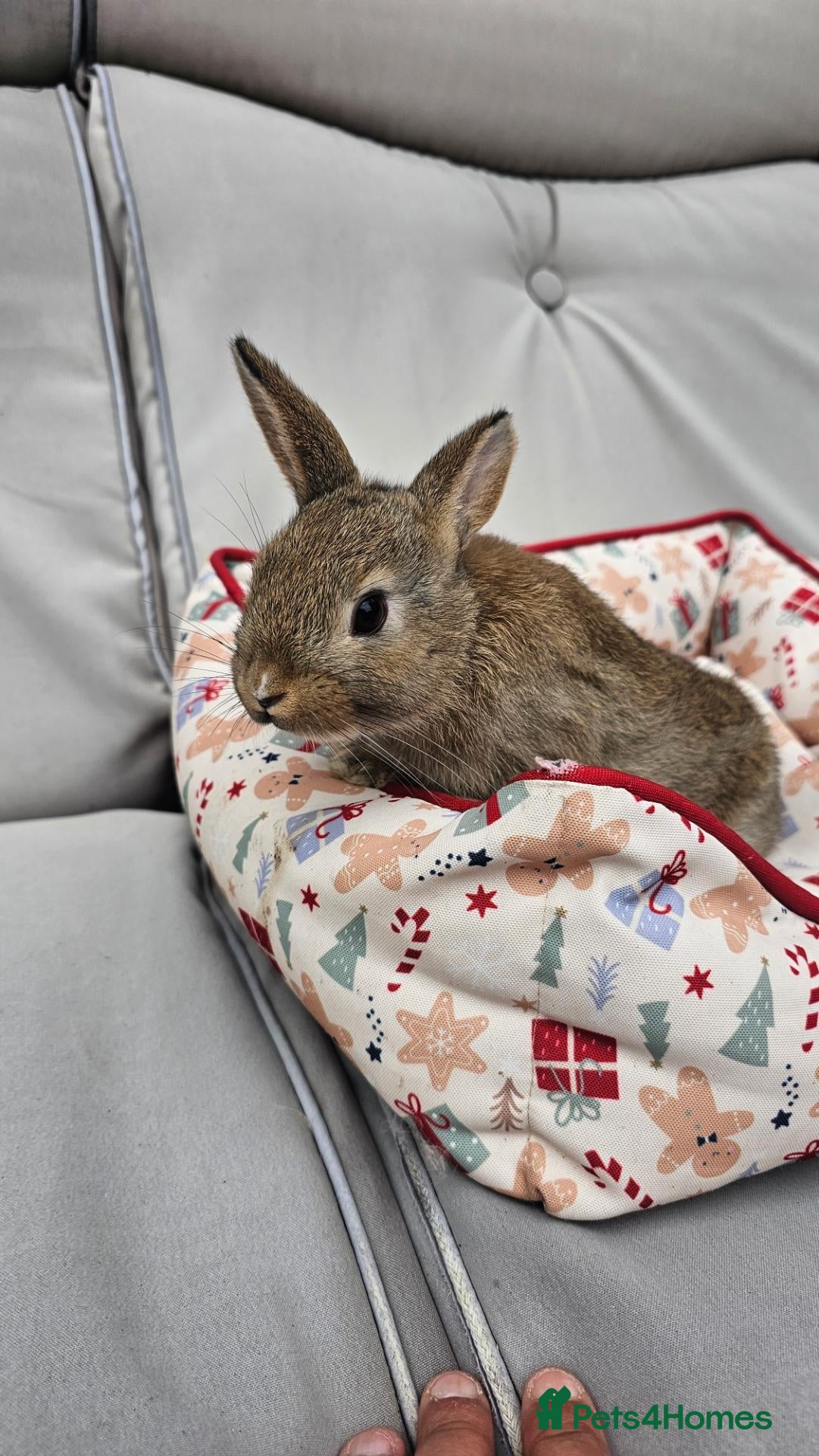 Netherland Dwarf rabbits 2 Adorable Baby Rabbits for Sale - Advert 1
