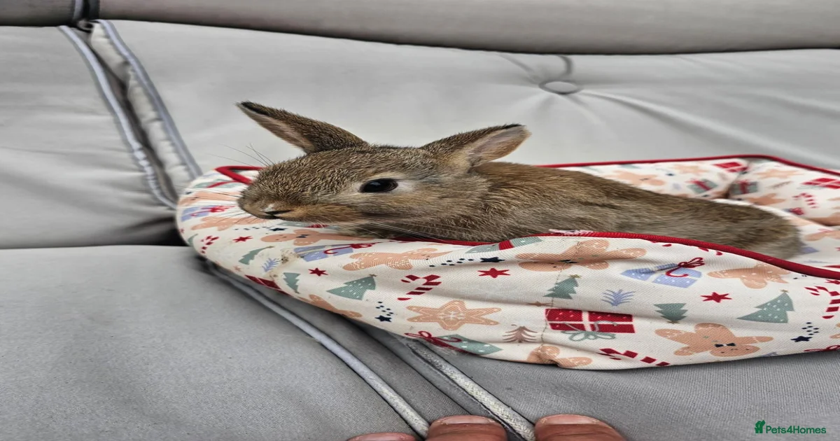 Rabbits for Sale for sale in England | Pets4Homes
