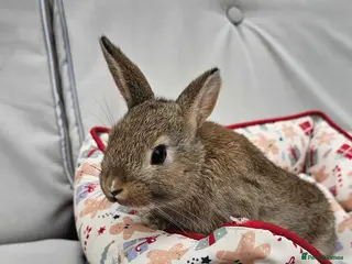 Netherland Dwarf rabbits 2 Adorable Baby Rabbits for Sale - Advert 1
