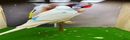 Budgerigars birds for sale: Mixed budgies  - Advert 4