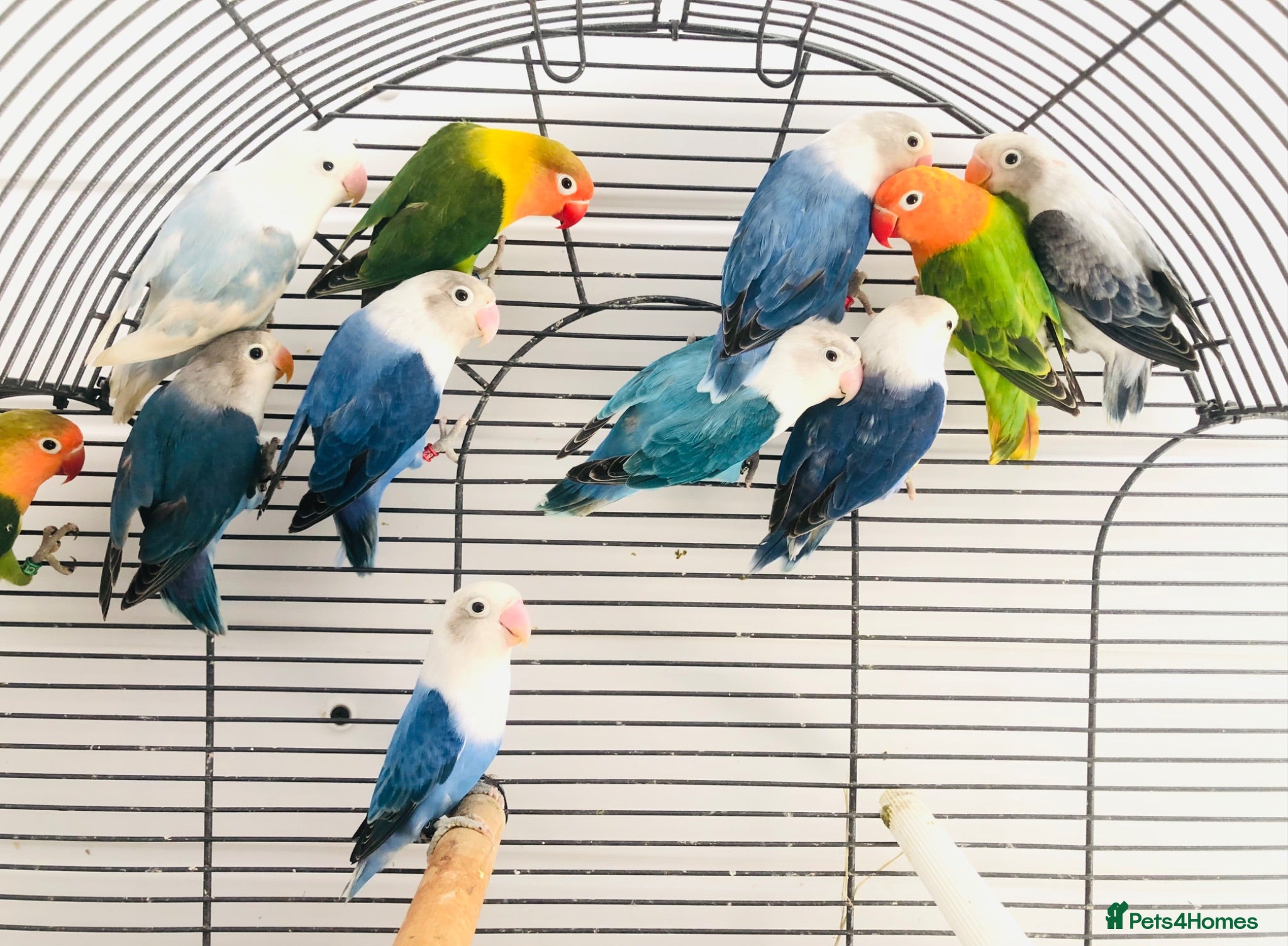 Lovebirds birds Beautiful young lovebirds for sale. - Advert 2