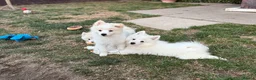 German Spitz dogs for sale: German Spitz Mittel Puppies  - Advert 4