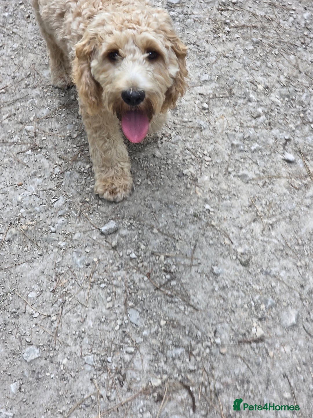 Cockapoo dogs for sale: Benji the cockapoo  - Advert 4