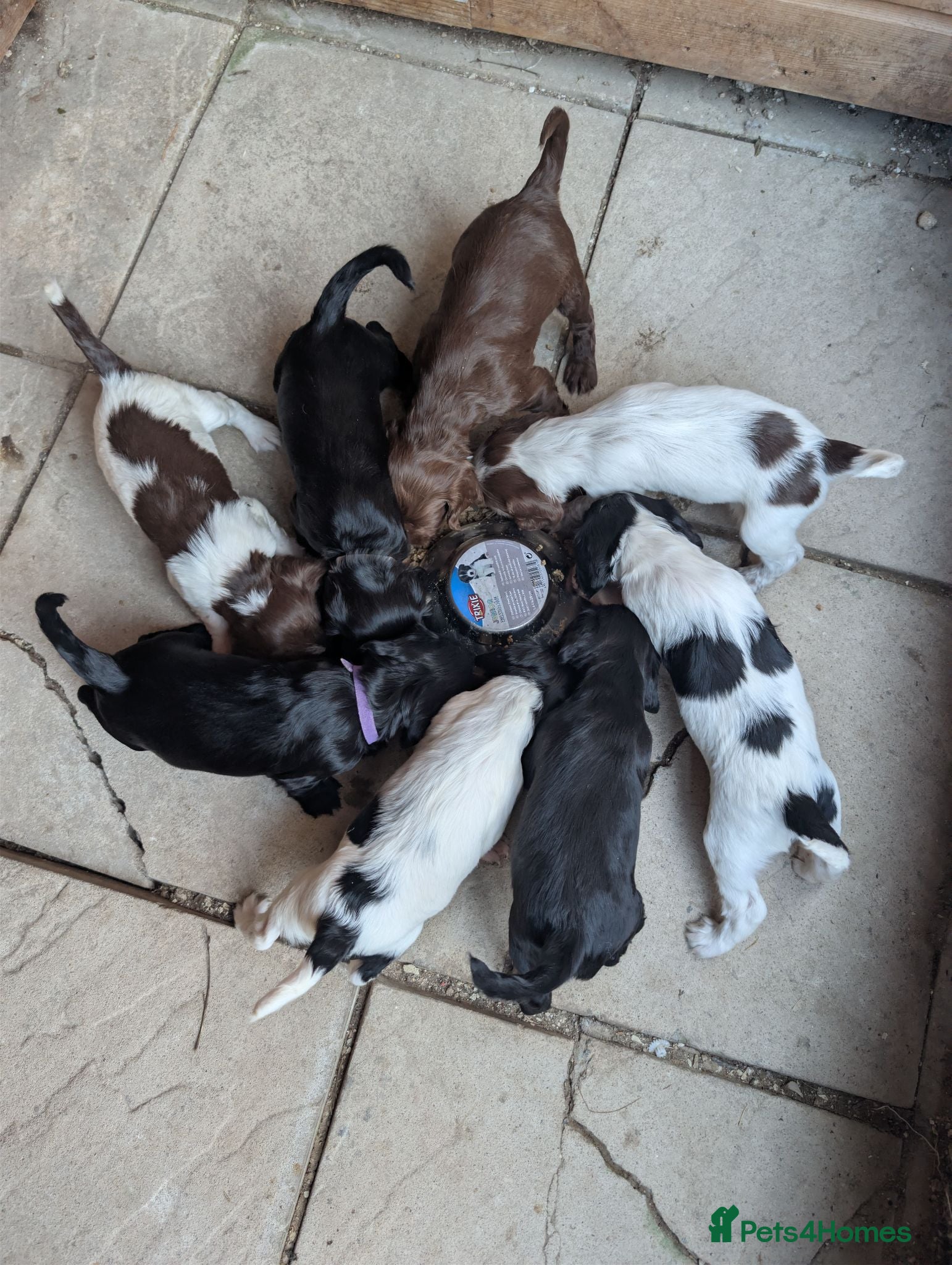 Sprocker dogs F1 Sprocker puppies.  - Advert 13