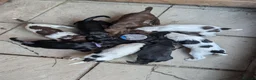 Sprocker dogs for sale: F1 Sprocker puppies !! ONLY 2 LEFT !! - Advert 3