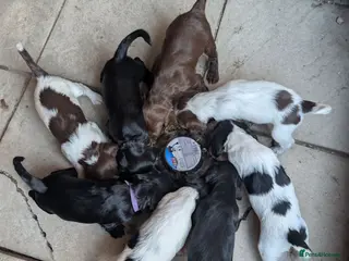 Sprocker dogs F1 Sprocker puppies. - Advert 13