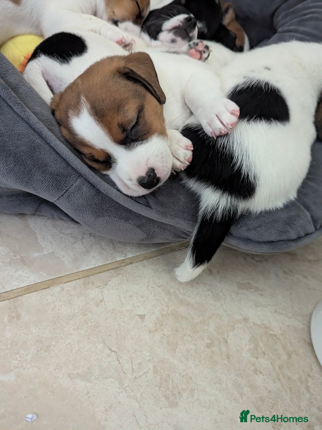 Jack Russell dogs for sale: Beautiful Jack Russell puppies  - Advert 2