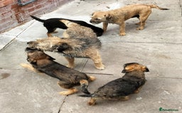 Border Terrier dogs for sale: BOY/DOG Grizzle & Tan Border terrier puppies.  - Image 13