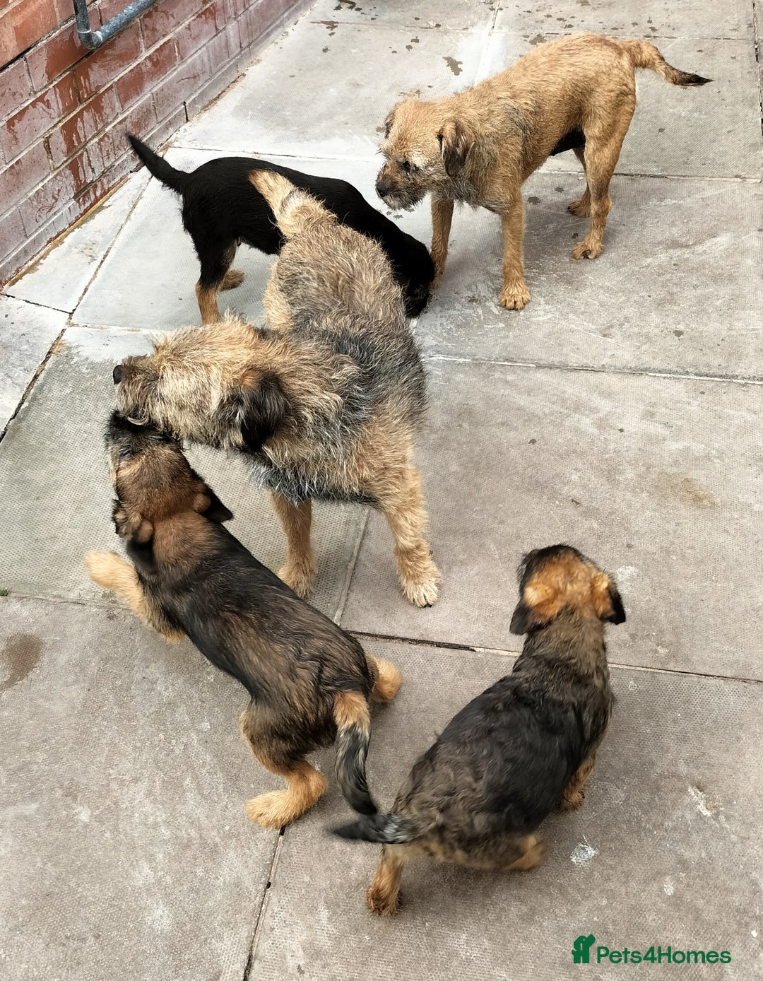 Border Terrier dogs for sale: BOY/DOG Grizzle & Tan Border terrier puppies.  - Image 13