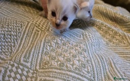 Mixed Breed cats for sale: One little kitten left to pick from - Image 11