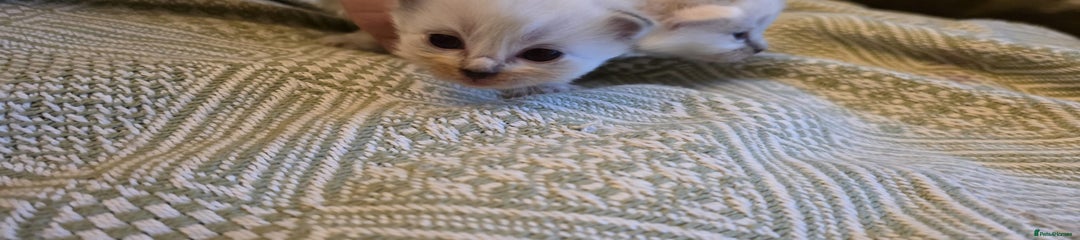 Mixed Breed Kitten 2