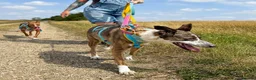 Mixed Breed dogs for adoption: Cisco - low energy cuddle bug!  in London - Advert 15