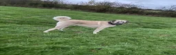 Turkish Kangal dogs for sale: Kangal male  - Advert 8